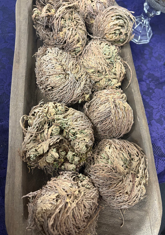Rose of Jericho Plant
